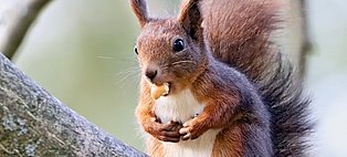 Ein Eichhörnchen mit Nuss Ein Eichhörnchen sitzt auf einem Ast und frisst eine Nuss.